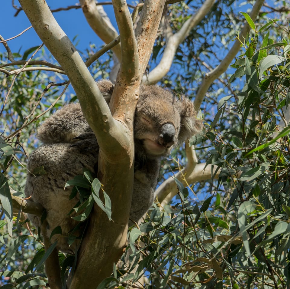 A koala asleep in the fork of a eucalyptus tree