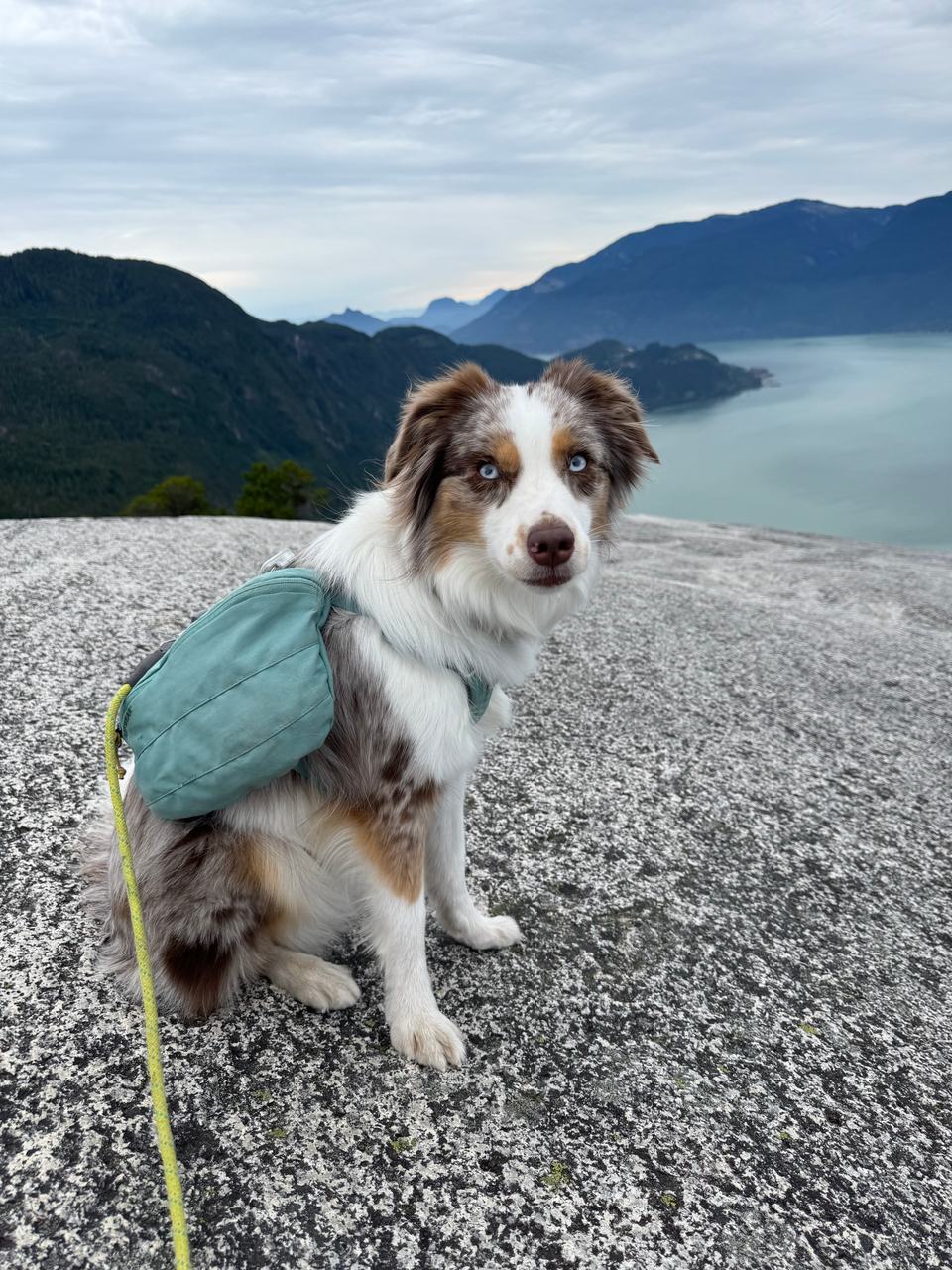An Australian Shepherd wearing a small green pack, sitting on bare granite high above Howe Sound